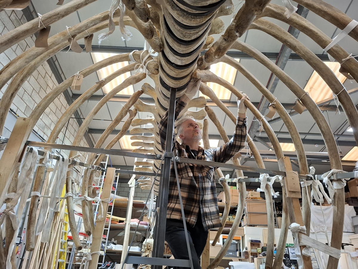 Nigel working on the whale skeleton